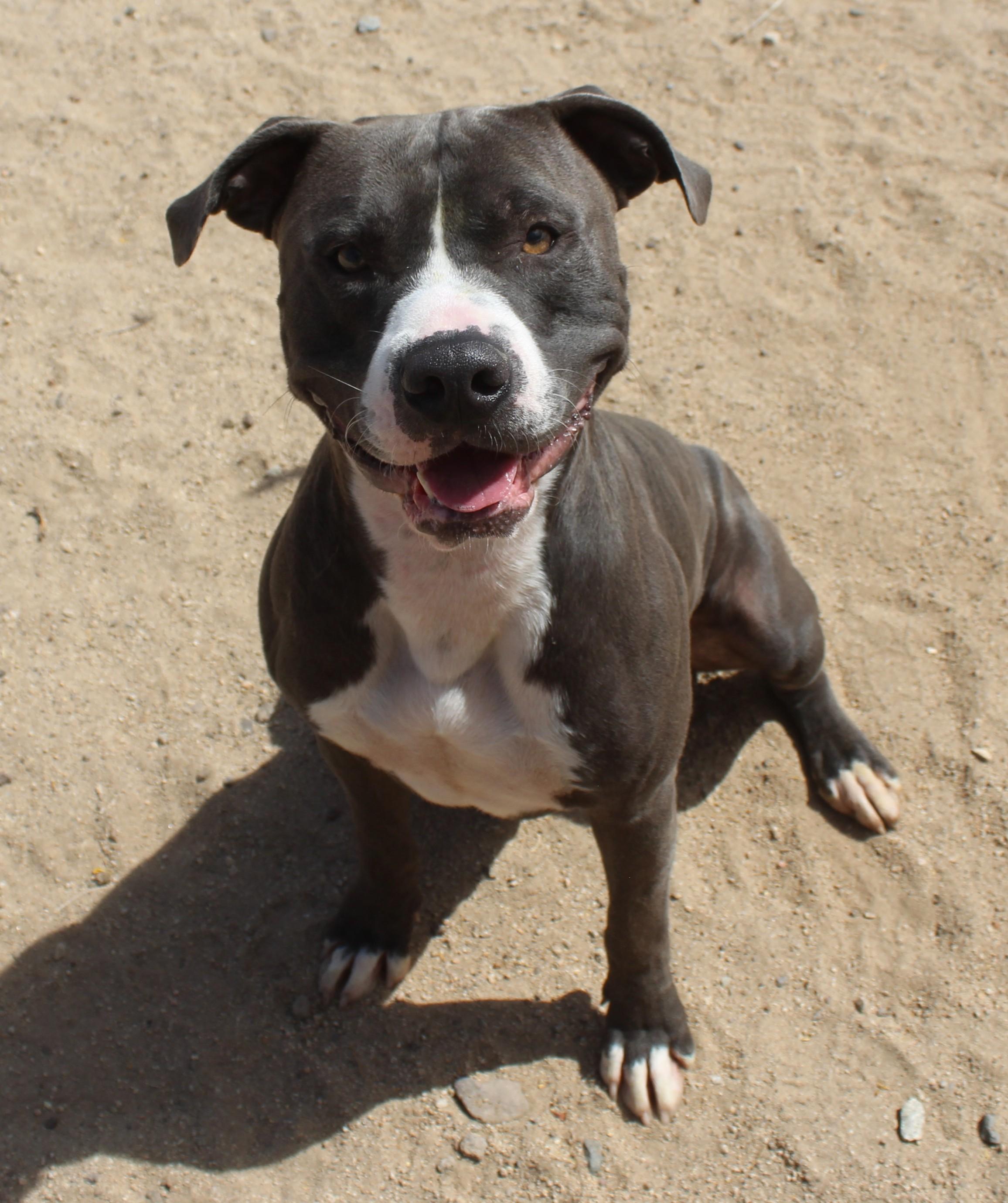 Enlarge Kitty, a Adopted Pit Bull Terrier in Yucca Valley, CA image 5/5