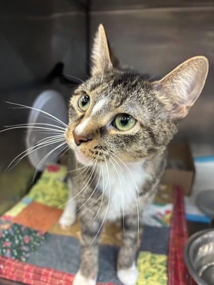 Enlarge Soap, a ADOPTABLE Domestic Short Hair in Lafayette, IN image 1/1
