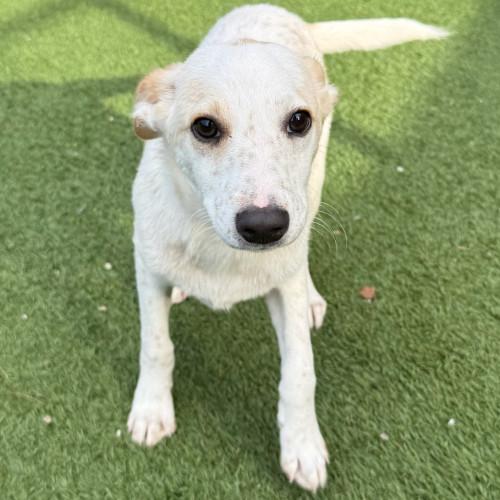 Enlarge Billy, a ADOPTABLE Mixed Breed in Groton, CT image 1/2