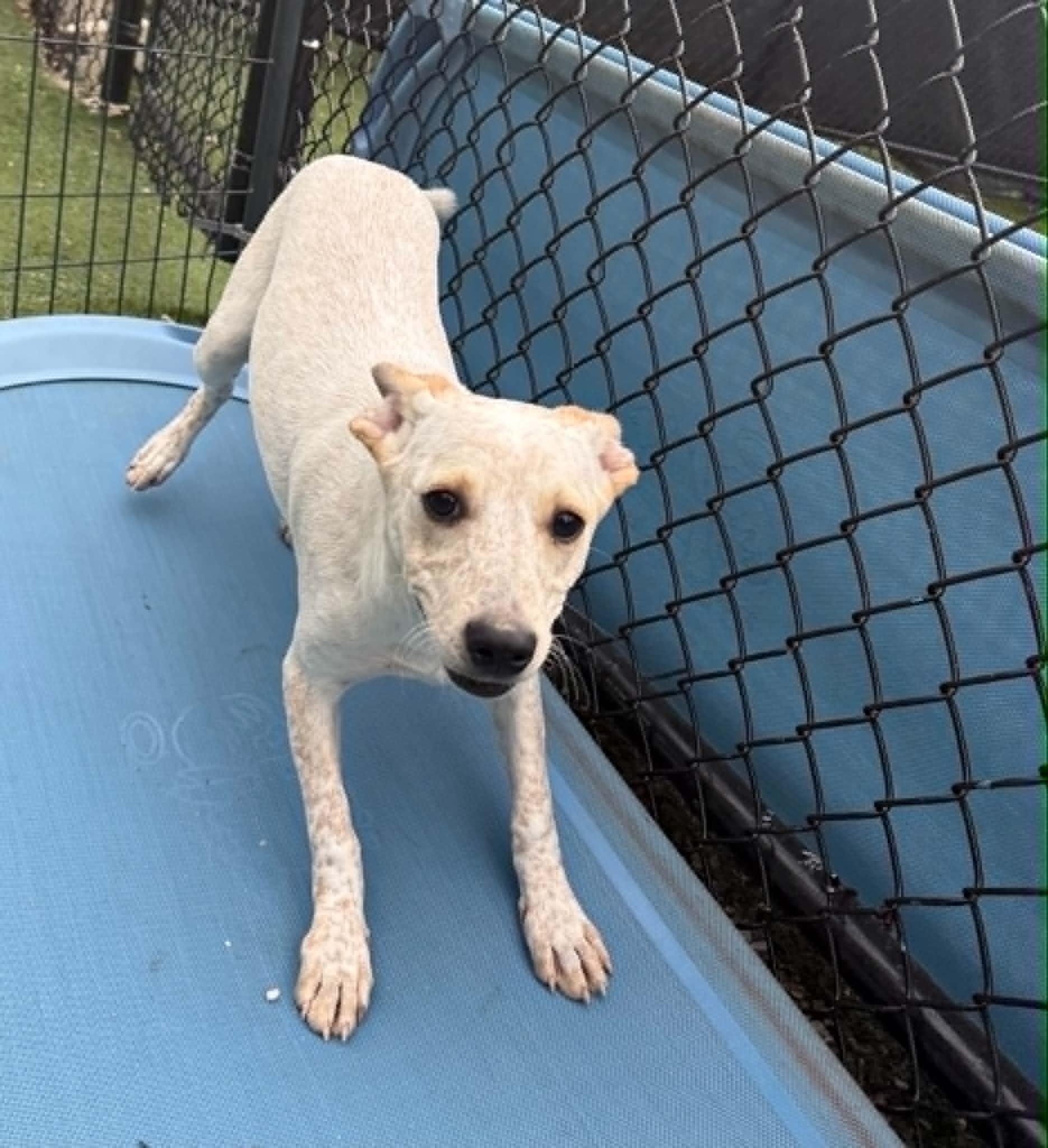 Enlarge Billy, a ADOPTABLE Mixed Breed in Groton, CT image 2/2