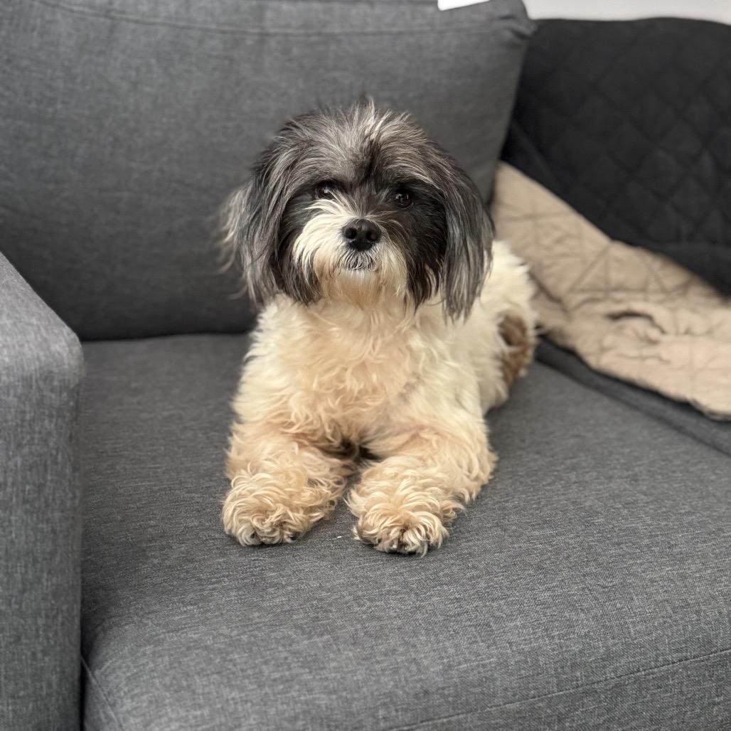 Winnie Sue, Adoptable, Adult Female Shih Tzu & Affenpinscher.