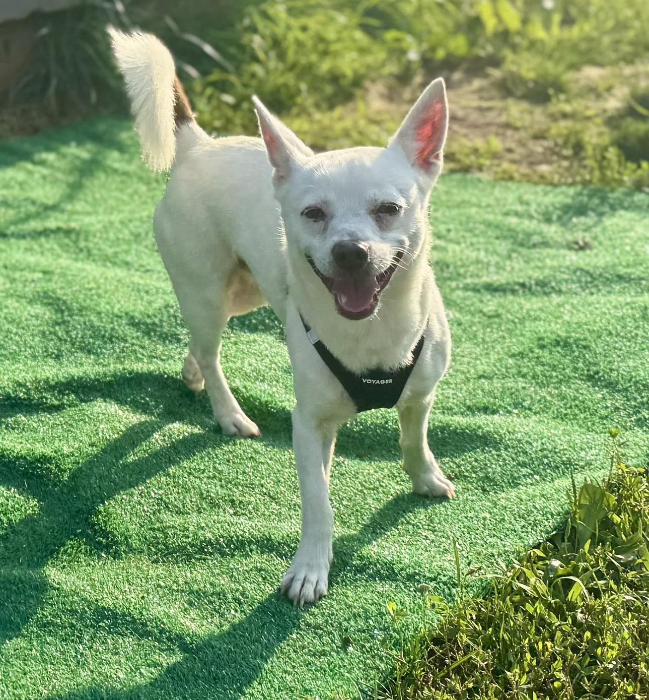 Ice, an adoptable Spitz, Chihuahua in Winston Salem, NC, 27107 | Photo Image 3