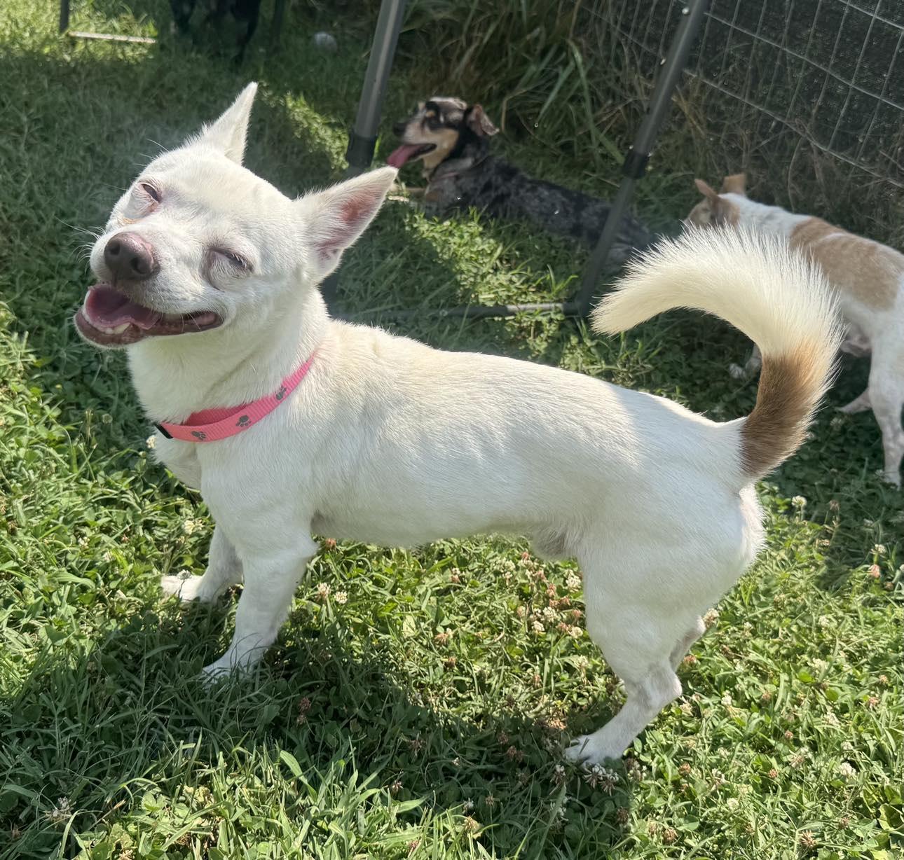 Ice, an adoptable Spitz, Chihuahua in Winston Salem, NC, 27107 | Photo Image 5