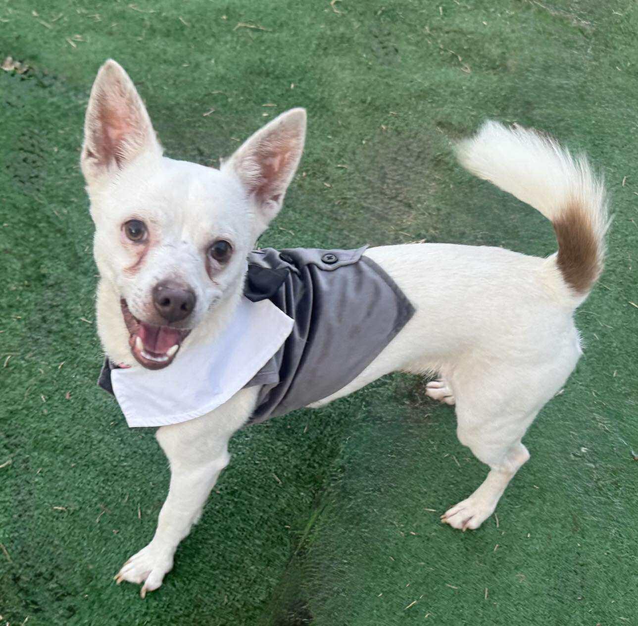 Ice, an adoptable Spitz, Chihuahua in Winston Salem, NC, 27107 | Photo Image 2