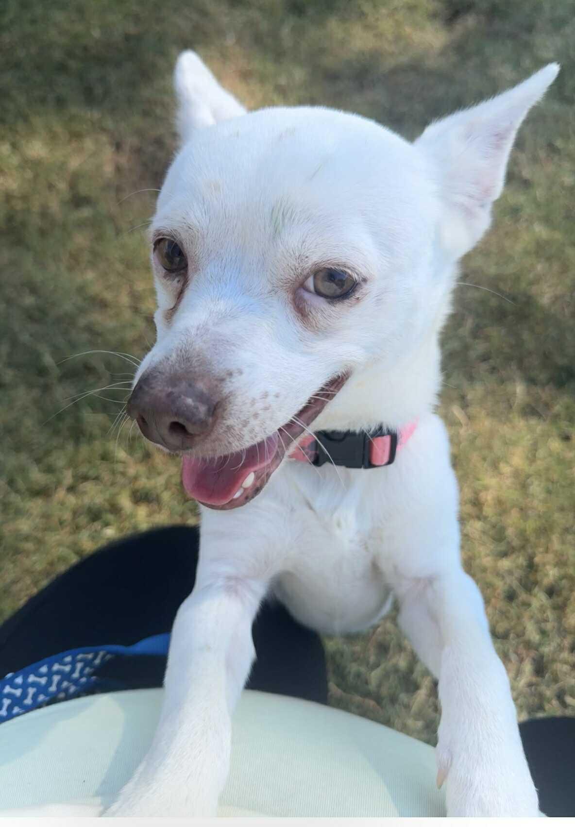 Ice, an adoptable Spitz, Chihuahua in Winston Salem, NC, 27107 | Photo Image 1