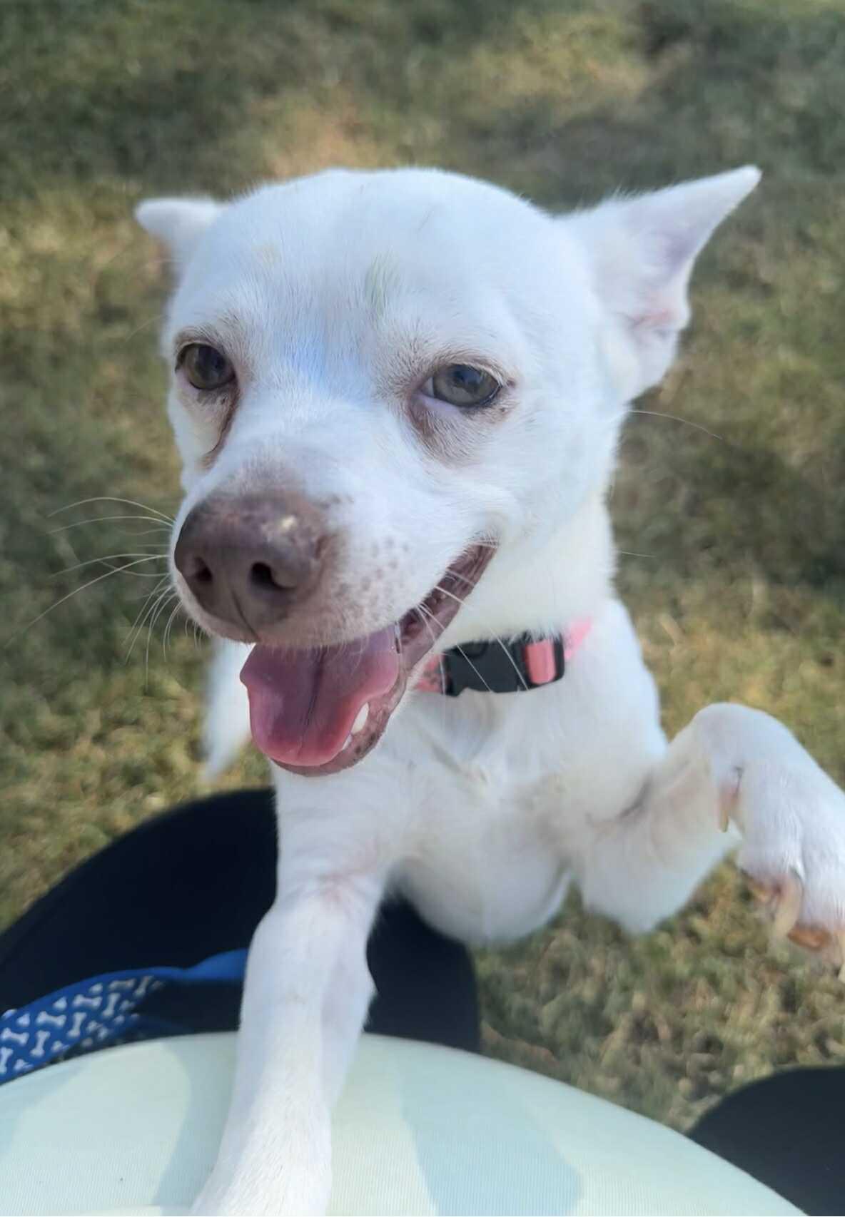 Ice, an adoptable Spitz, Chihuahua in Winston Salem, NC, 27107 | Photo Image 4
