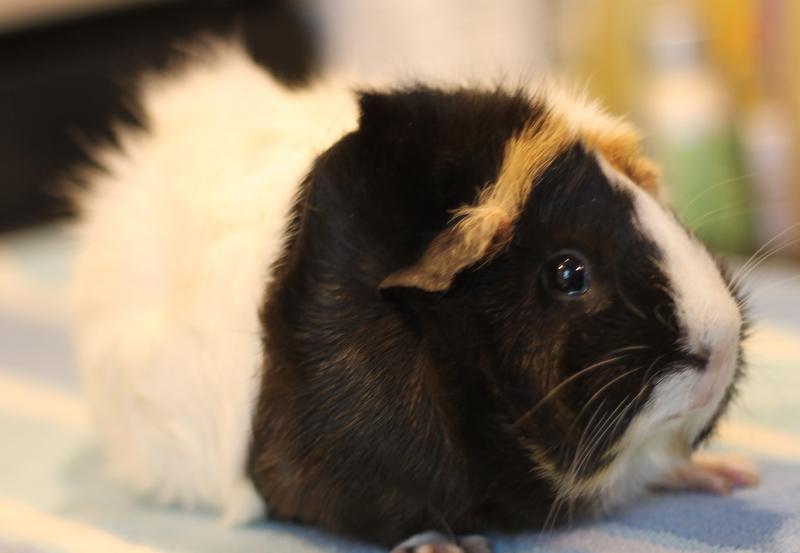 Enlarge Poppy and Flora, a Adoptable Guinea Pig in Budd Lake, NJ image 6/6