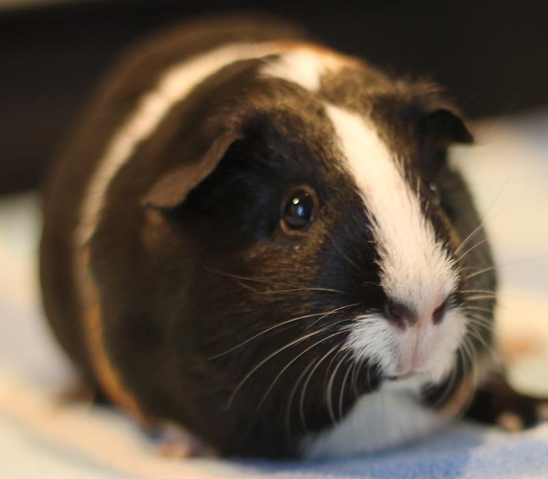 Enlarge Poppy and Flora, a Adoptable Guinea Pig in Budd Lake, NJ image 2/6