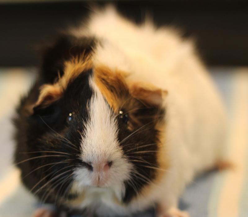 Enlarge Poppy and Flora, a Adoptable Guinea Pig in Budd Lake, NJ image 5/6