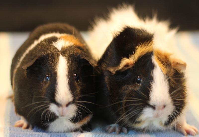 Enlarge Poppy and Flora, a Adoptable Guinea Pig in Budd Lake, NJ image 4/6