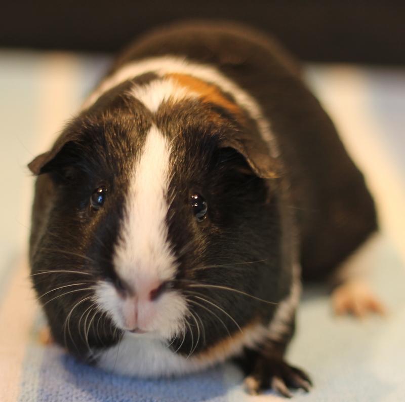Enlarge Poppy and Flora, a Adoptable Guinea Pig in Budd Lake, NJ image 3/6