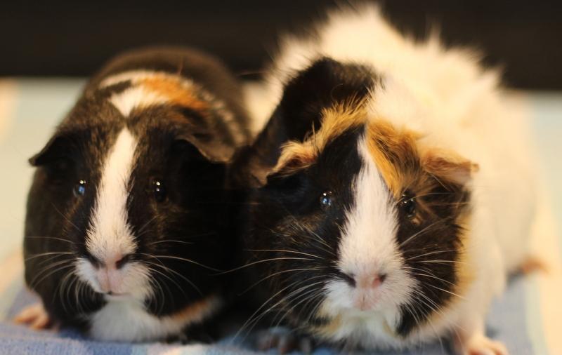 Poppy and Flora, Adoptable, Young Female Guinea Pig.