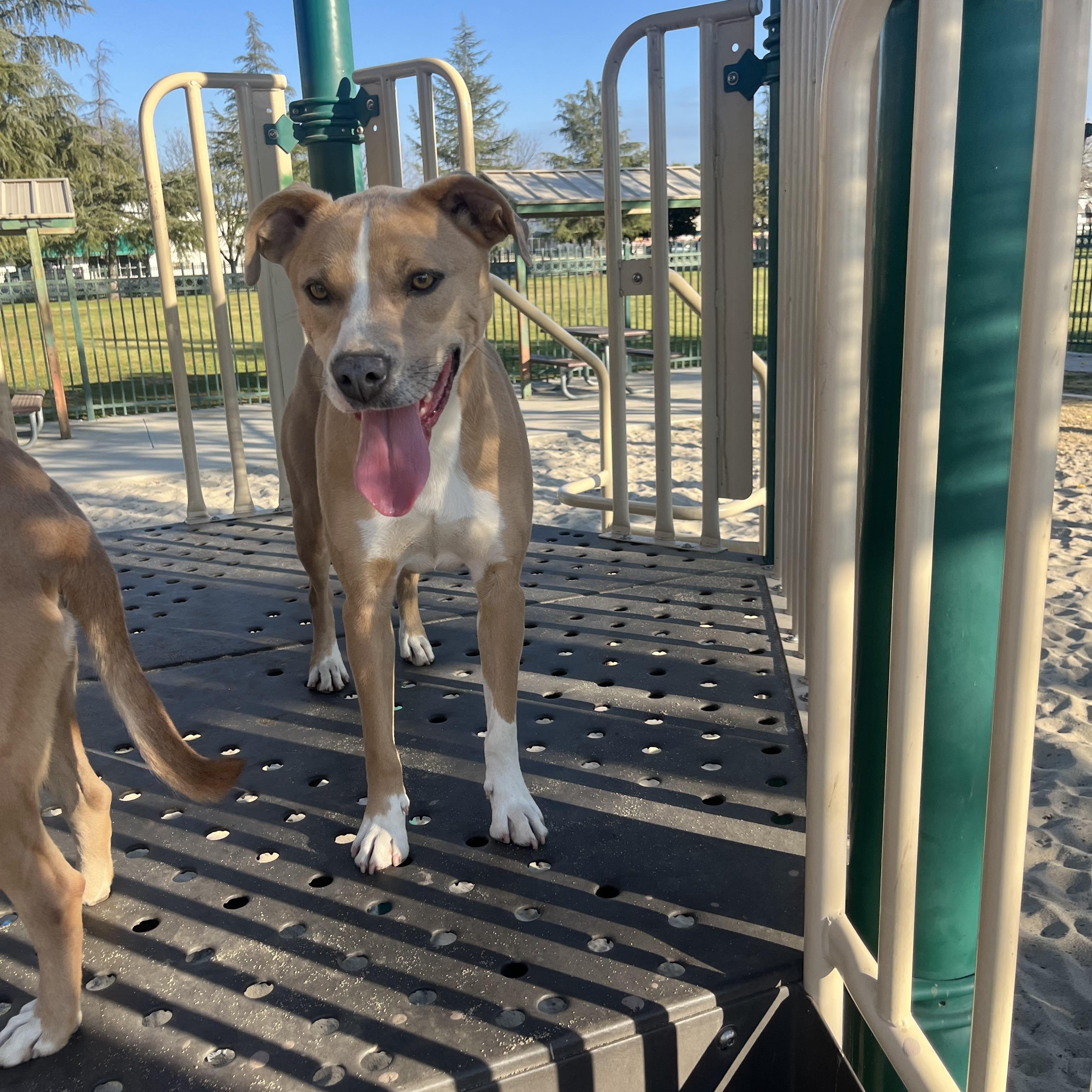 Enlarge Blondie and Stanley, a ADOPTABLE mixed breed in Bakersfield, CA image 3/6