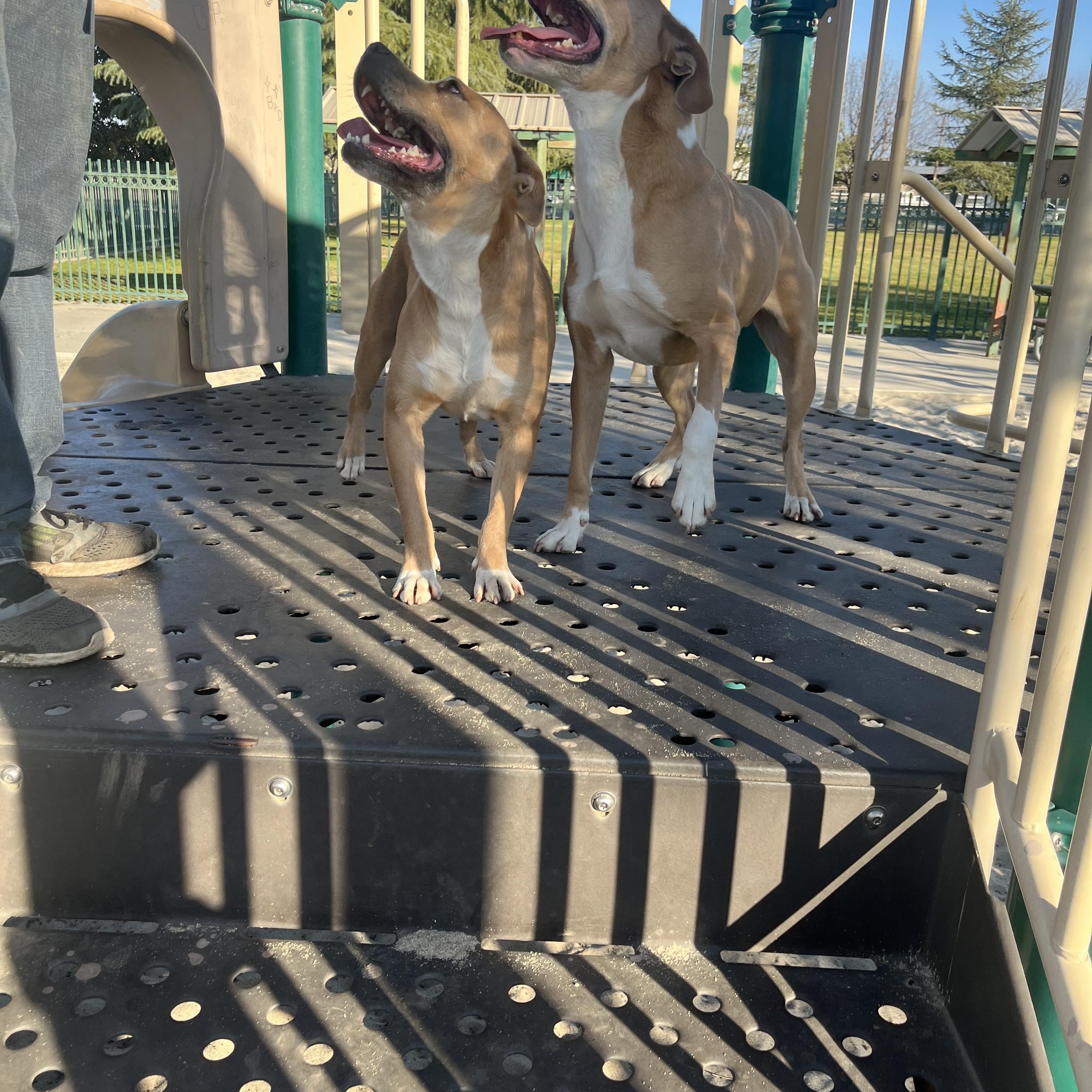 Enlarge Blondie and Stanley, a ADOPTABLE mixed breed in Bakersfield, CA image 6/6