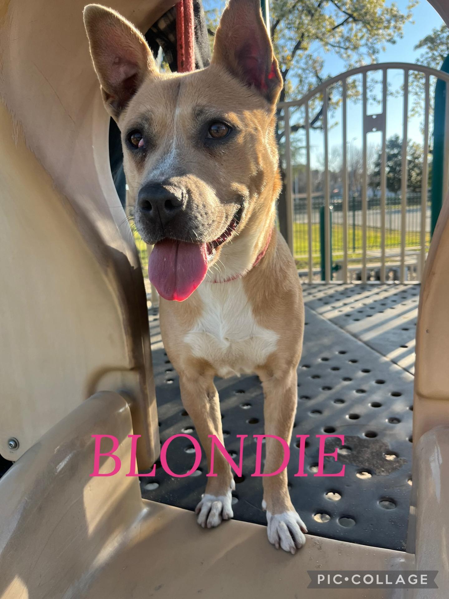 Enlarge Blondie and Stanley, a ADOPTABLE mixed breed in Bakersfield, CA image 2/6