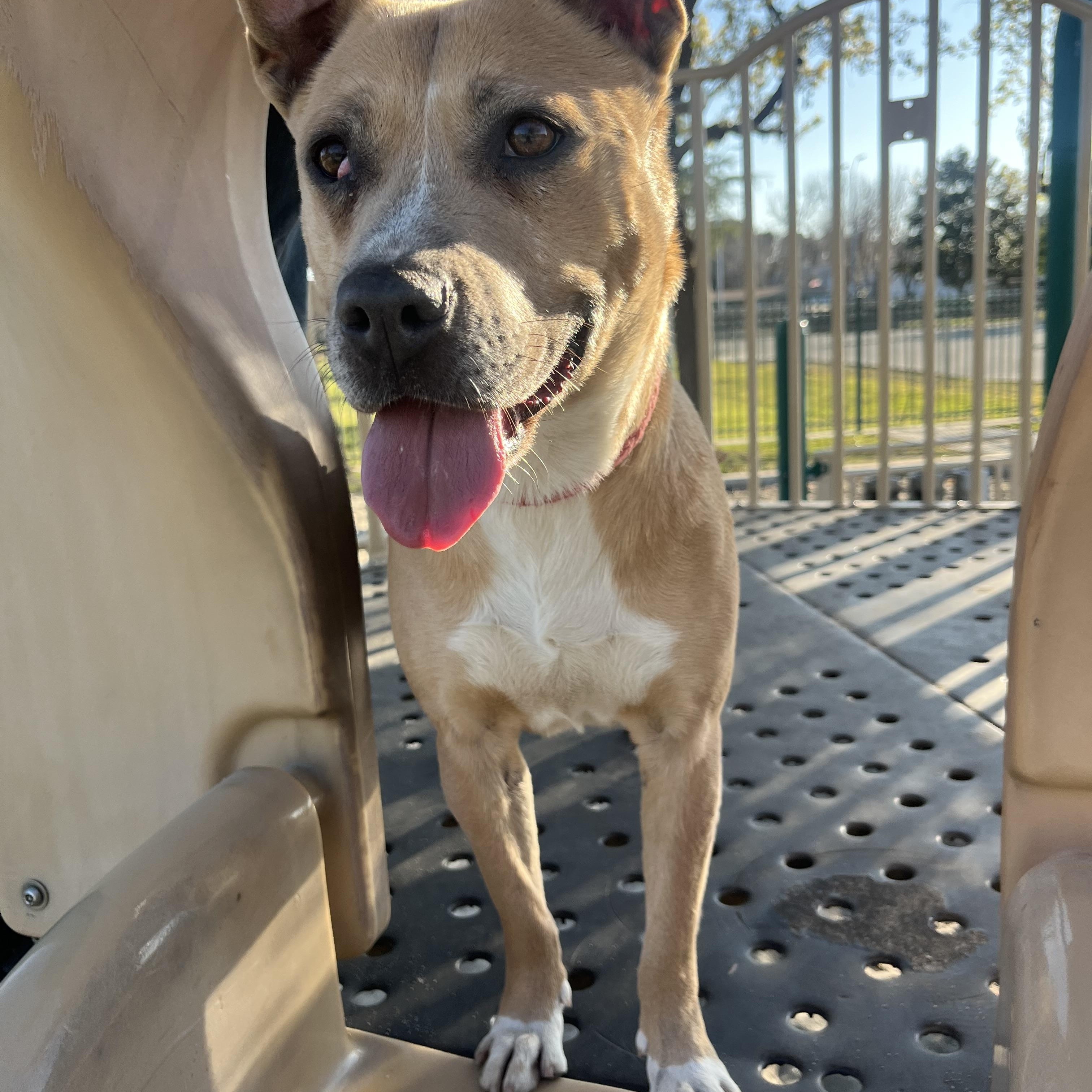Enlarge Blondie and Stanley, a ADOPTABLE mixed breed in Bakersfield, CA image 4/6