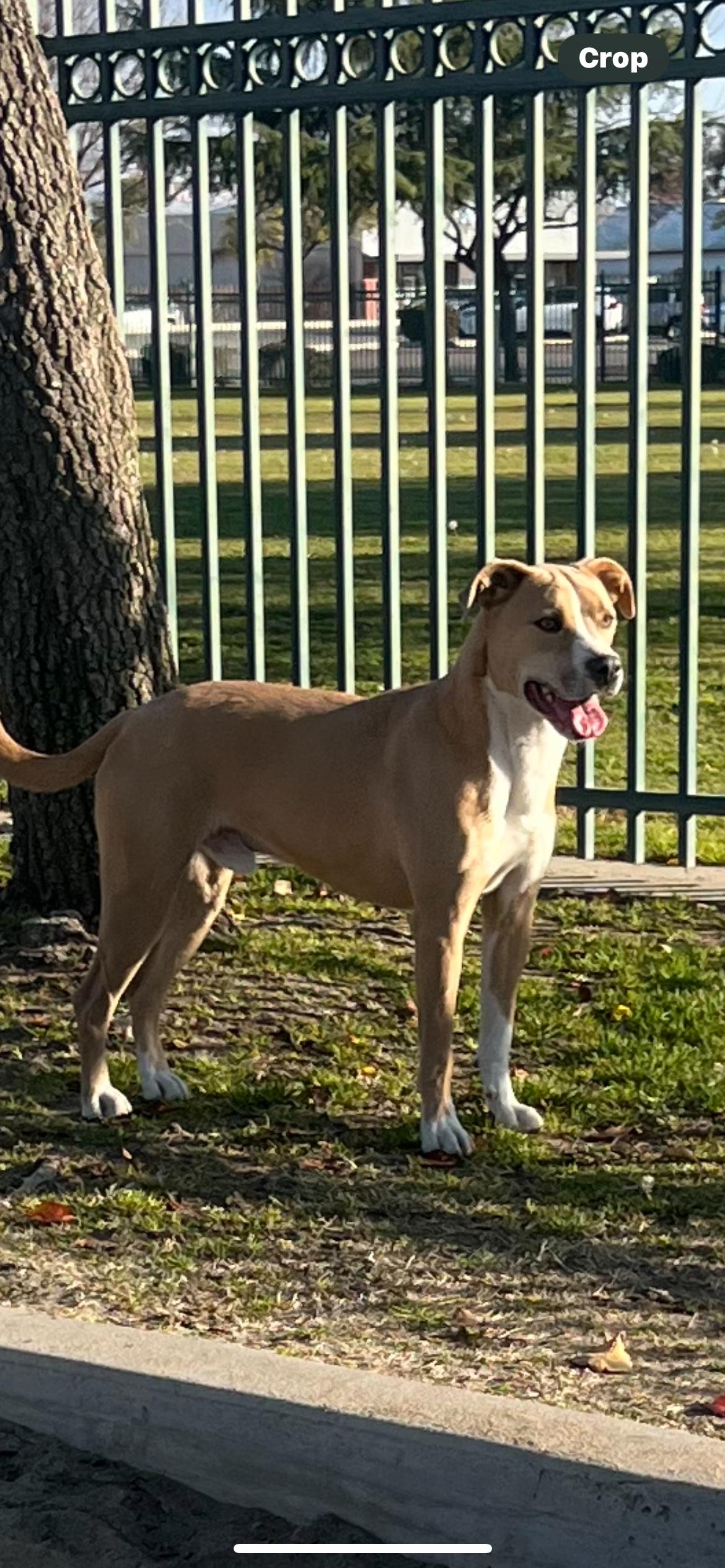 Enlarge Blondie and Stanley, a ADOPTABLE mixed breed in Bakersfield, CA image 5/6