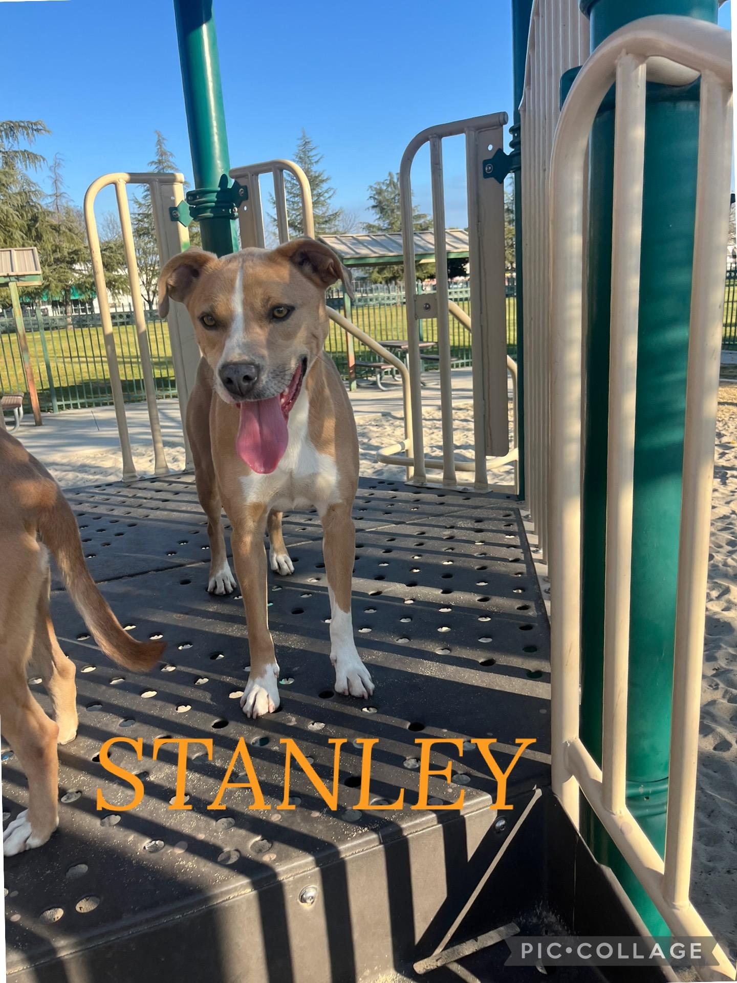 Blondie and Stanley, ADOPTABLE, Adult Male Labrador Retriever & Shepherd.