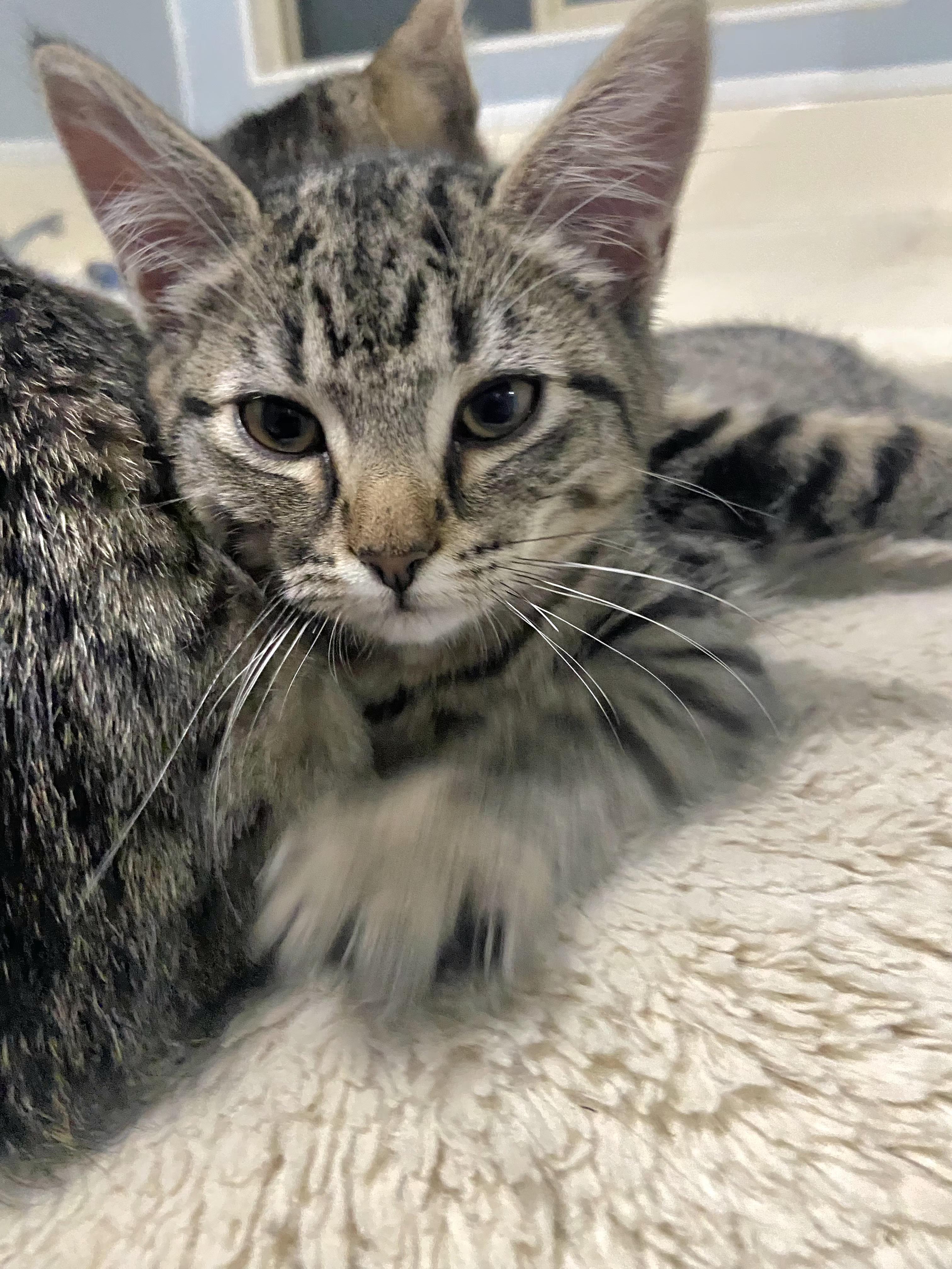 Claws, Adoptable, Kitten Female Tabby.