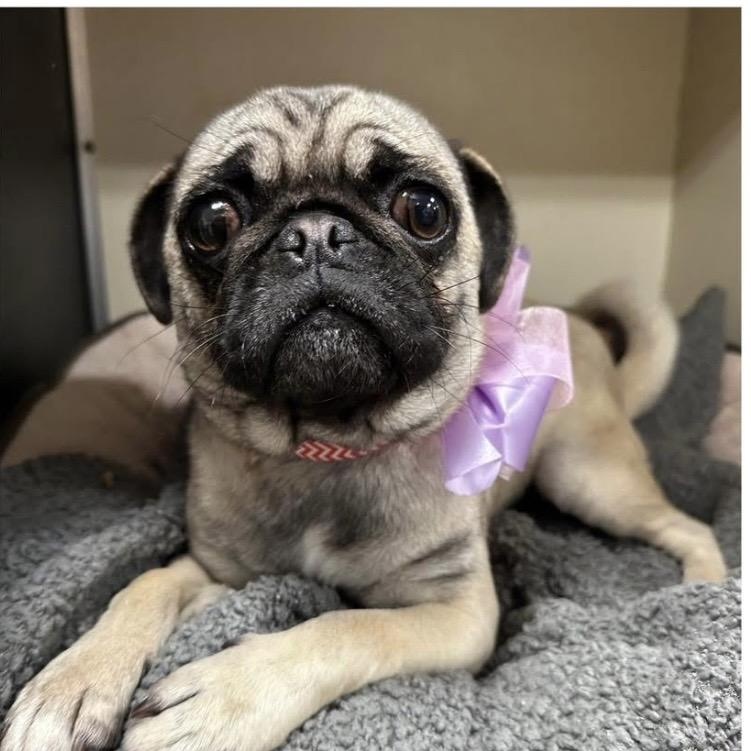 Enlarge Gertie, a ADOPTABLE Pug in Santa Rosa, CA image 1/1