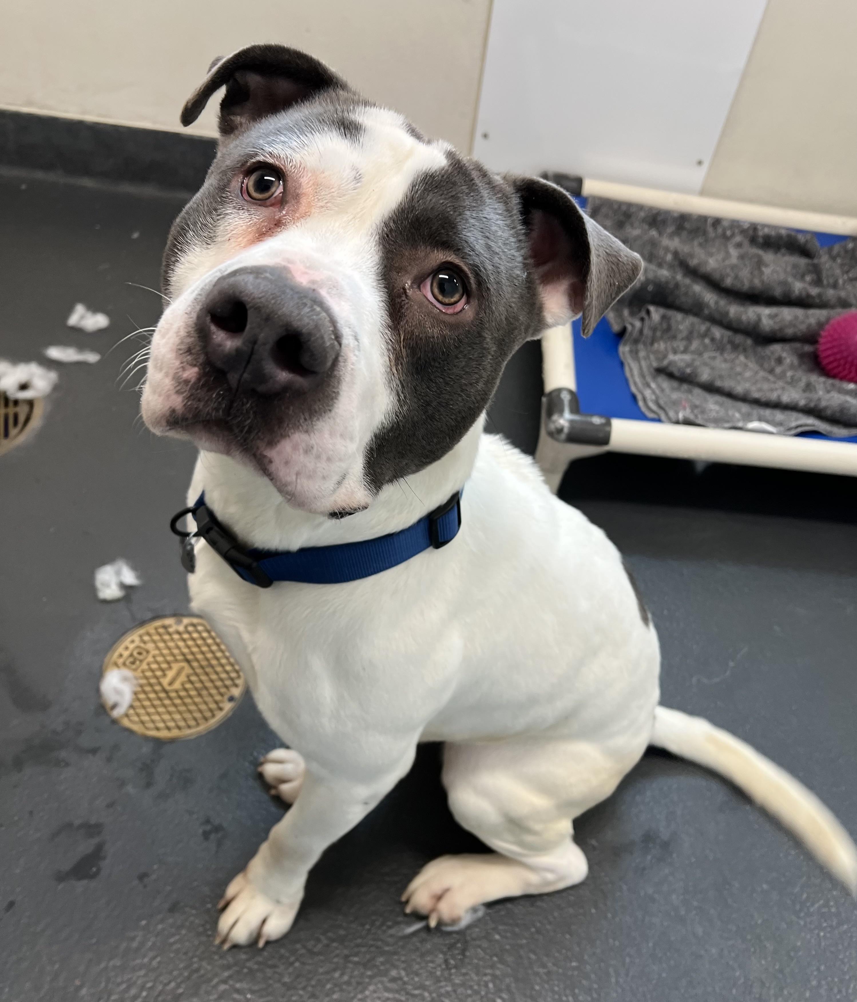 Enlarge Doc, a ADOPTABLE mixed breed in Ithaca, NY image 2/2