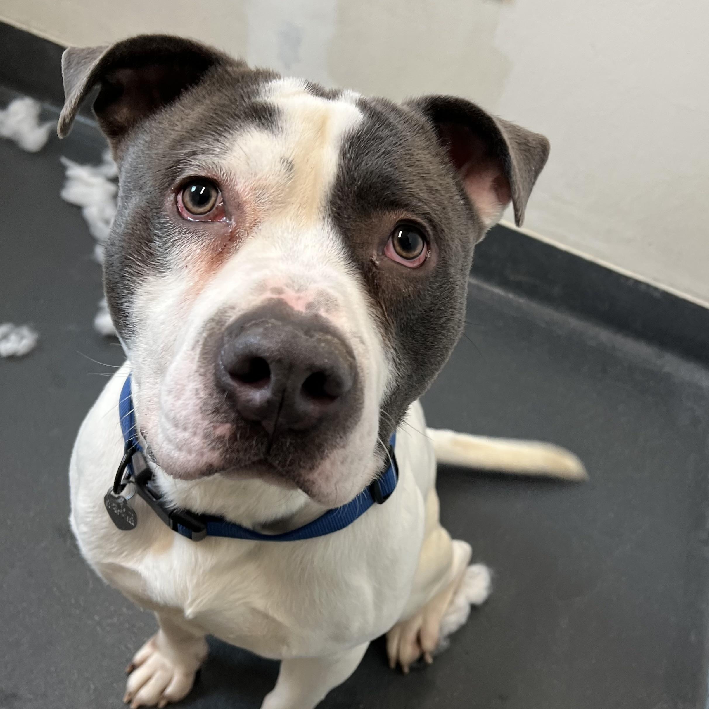 Enlarge Doc, a ADOPTABLE mixed breed in Ithaca, NY image 1/2