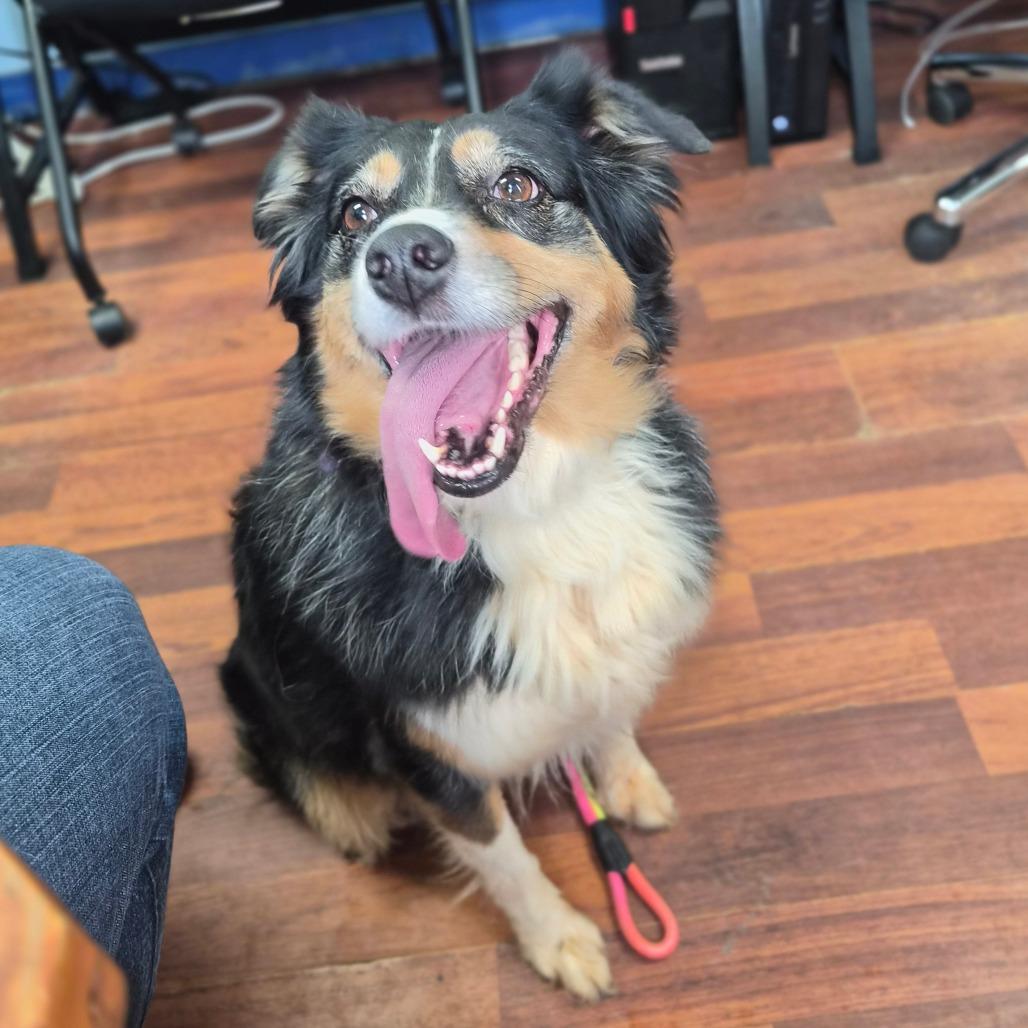 Lola, Adoptable, Adult Female Australian Shepherd.