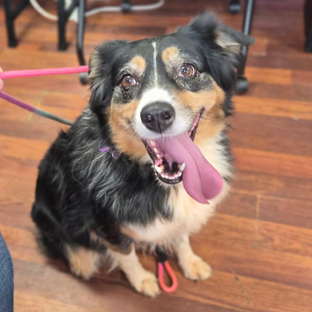 Enlarge Lola, a Adoptable Australian Shepherd in Wahiawa, HI image 2/2