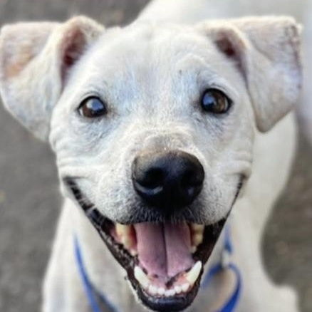 Adopt Augie