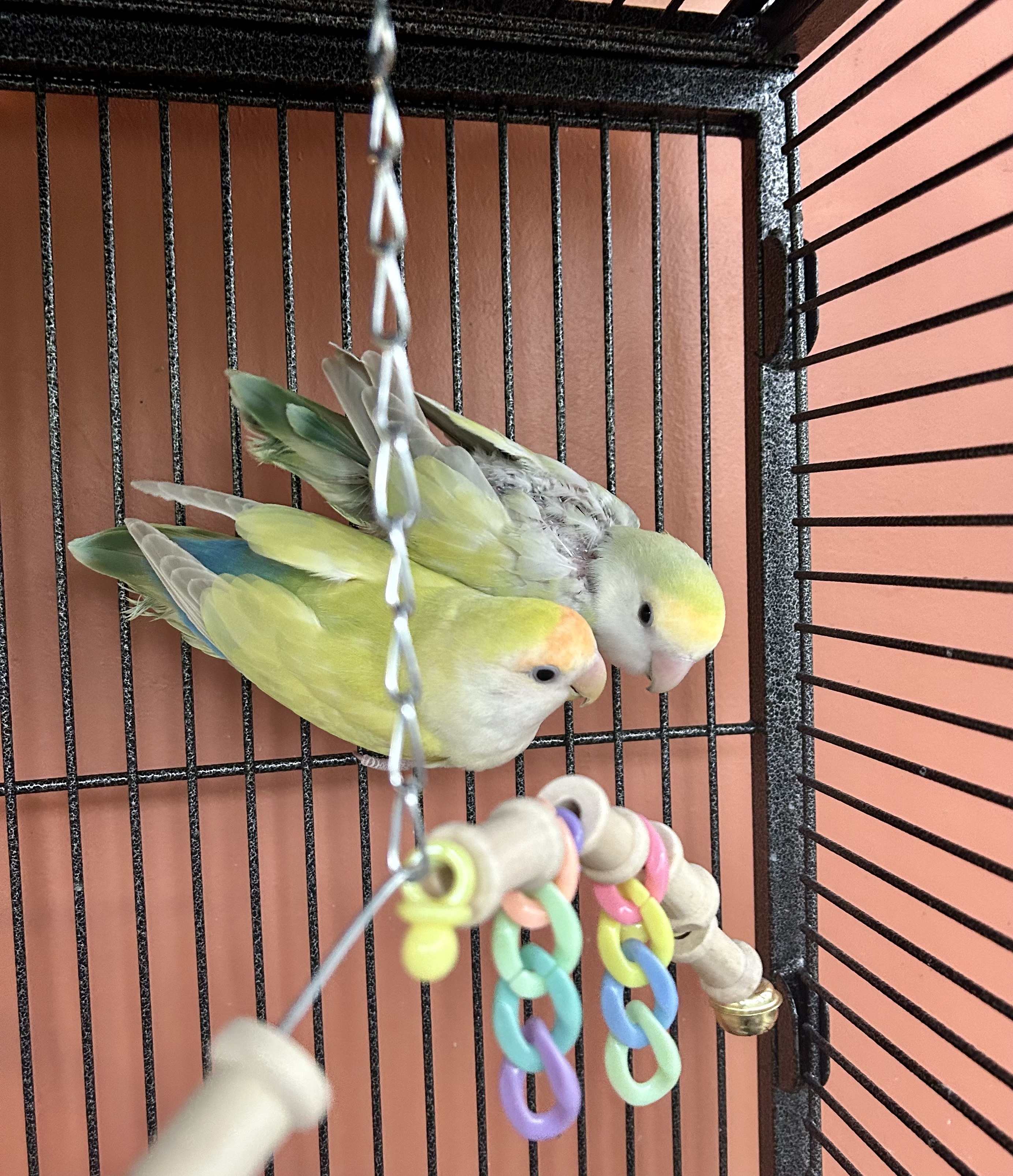 Enlarge RocknRoll &Lilo, a Adoptable Lovebird in Salt Lake City, UT image 1/2