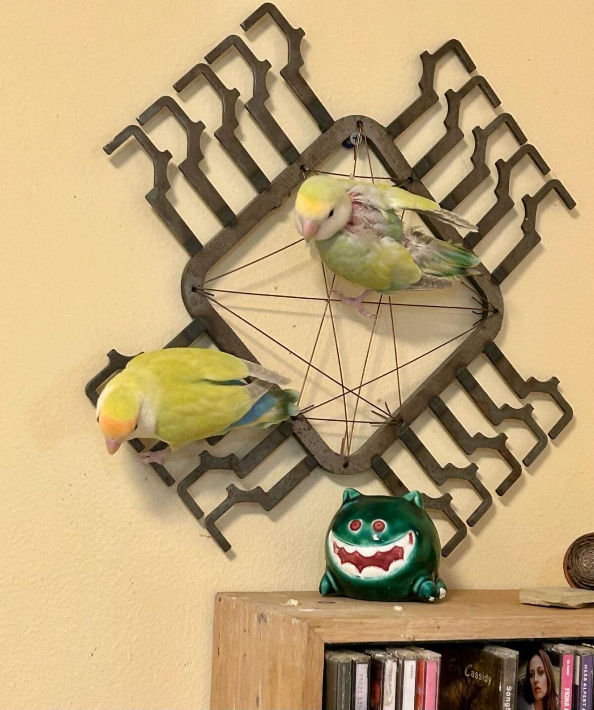 Enlarge RocknRoll &Lilo, a Adoptable Lovebird in Salt Lake City, UT image 2/2