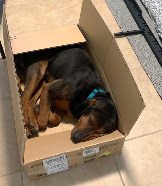 Enlarge Carter, a Adoptable Coonhound in Tucson, AZ image 4/4