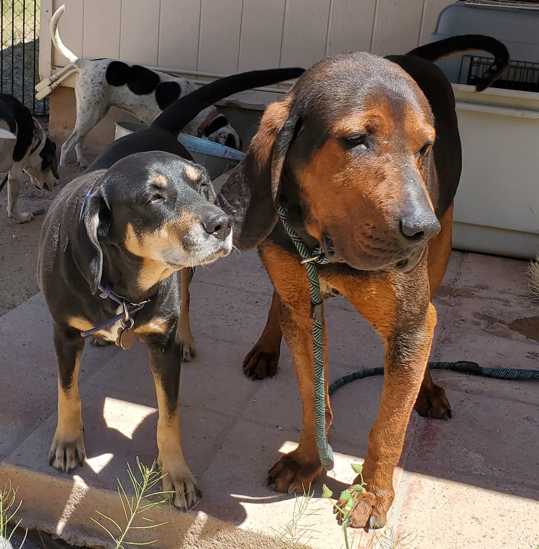 Enlarge Carter, a Adoptable Coonhound in Tucson, AZ image 2/4
