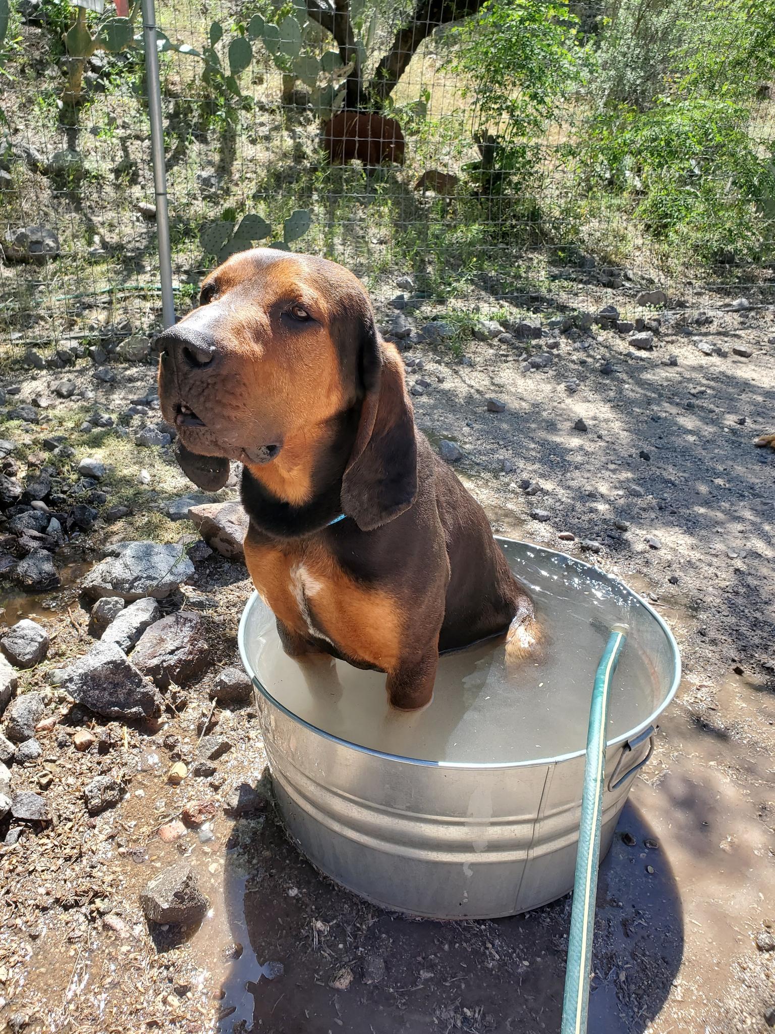Enlarge Carter, a Adoptable Coonhound in Tucson, AZ image 3/4