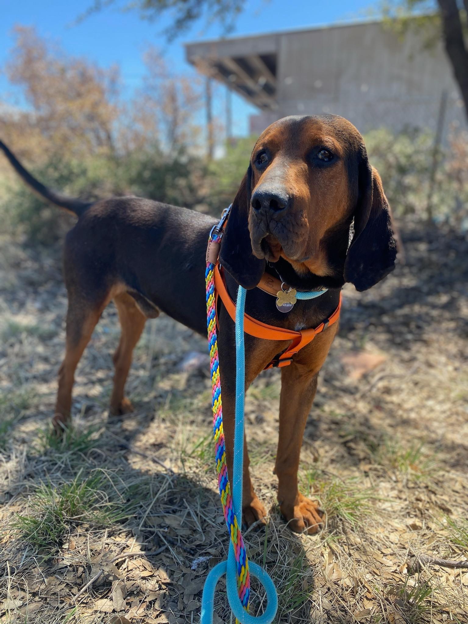 Enlarge Carter, a Adoptable Coonhound in Tucson, AZ image 1/4