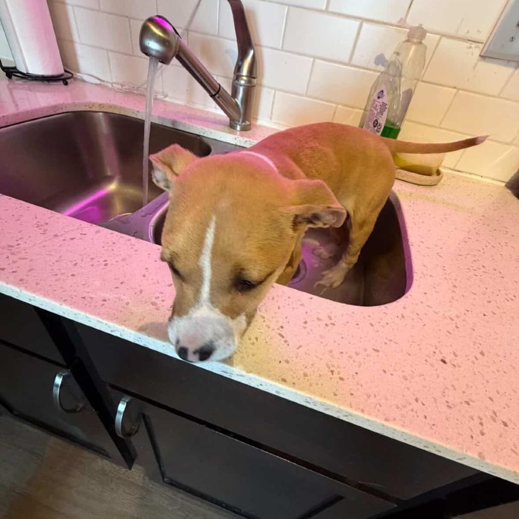 Masala — thumbnail 5