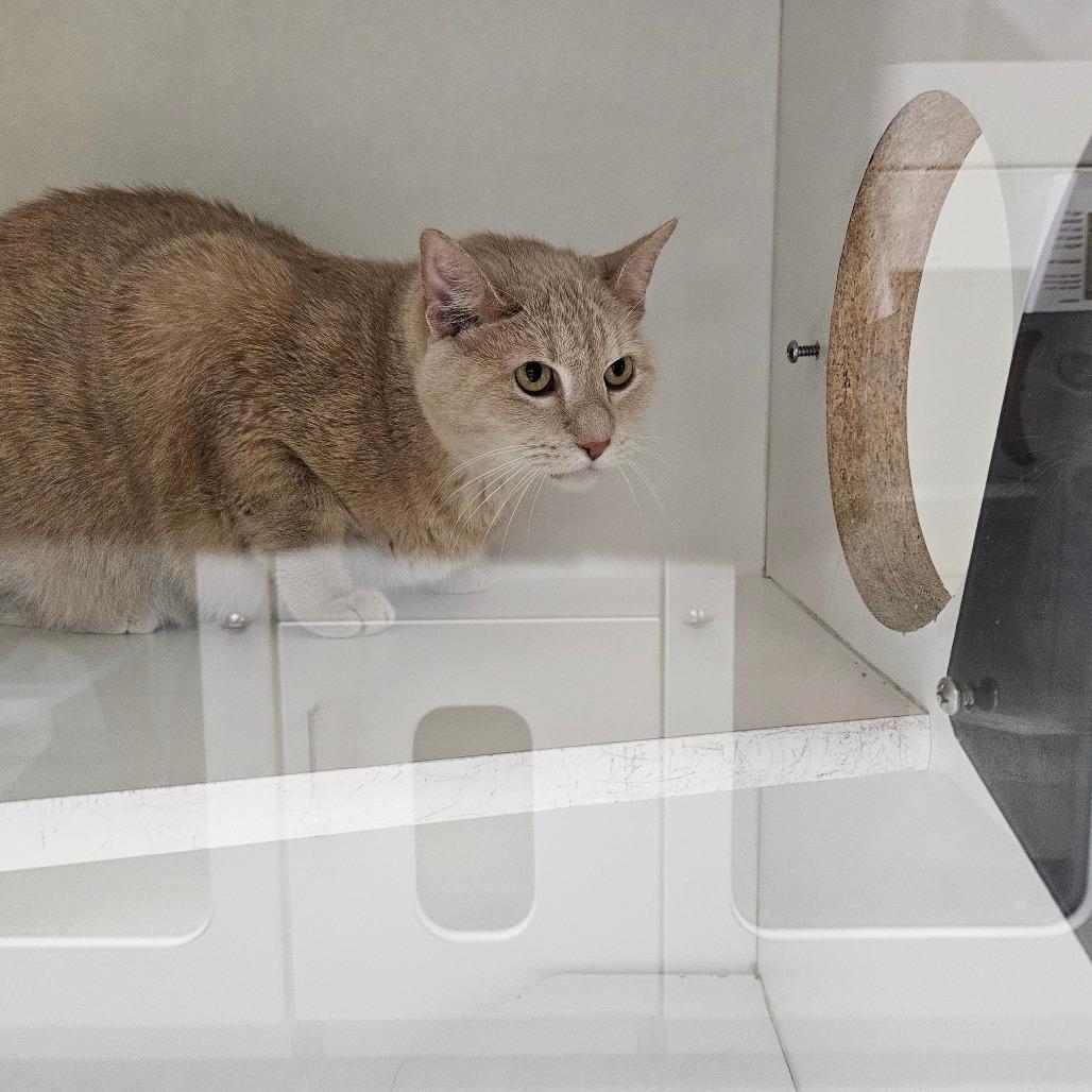 Enlarge Winston Bodie, a Adoptable Domestic Short Hair in Jasper, IN image 1/5