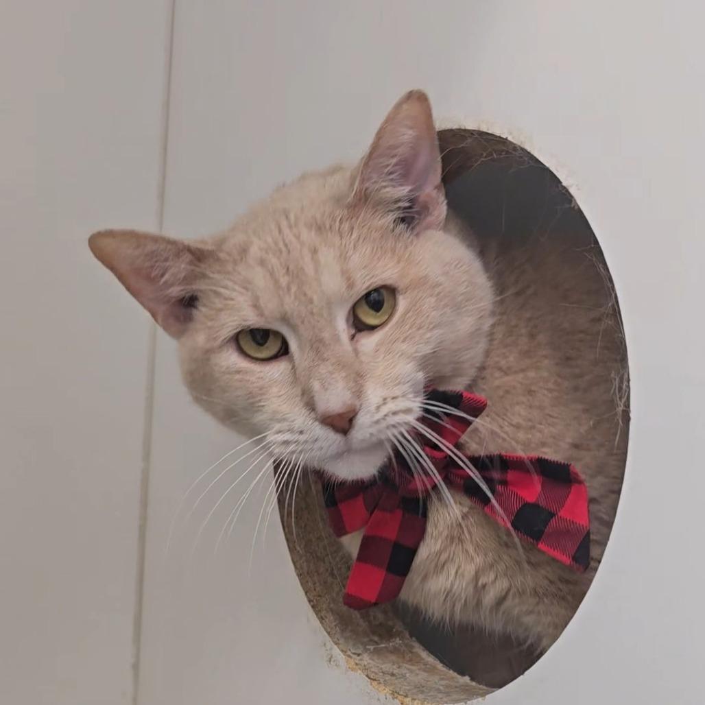 Enlarge Winston Bodie, a Adoptable Domestic Short Hair in Jasper, IN image 2/5