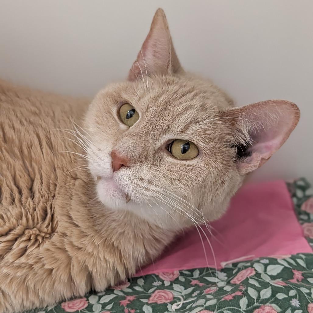 Enlarge Winston Bodie, a Adoptable Domestic Short Hair in Jasper, IN image 3/5