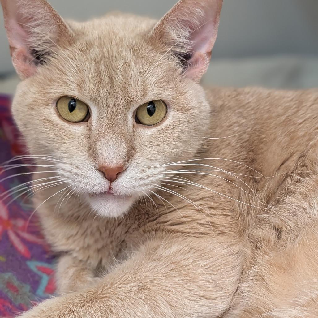Enlarge Winston Bodie, a Adoptable Domestic Short Hair in Jasper, IN image 4/5