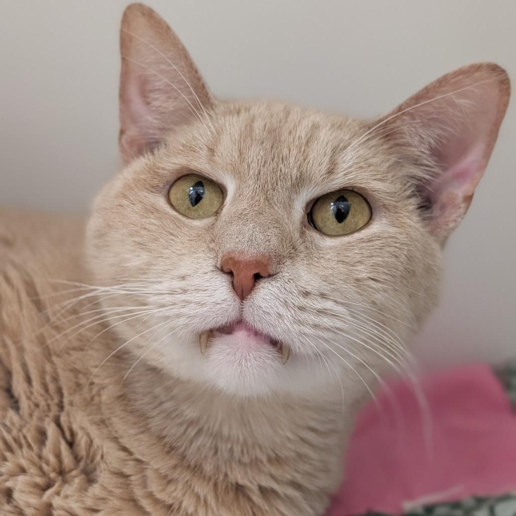 Enlarge Winston Bodie, a Adoptable Domestic Short Hair in Jasper, IN image 5/5
