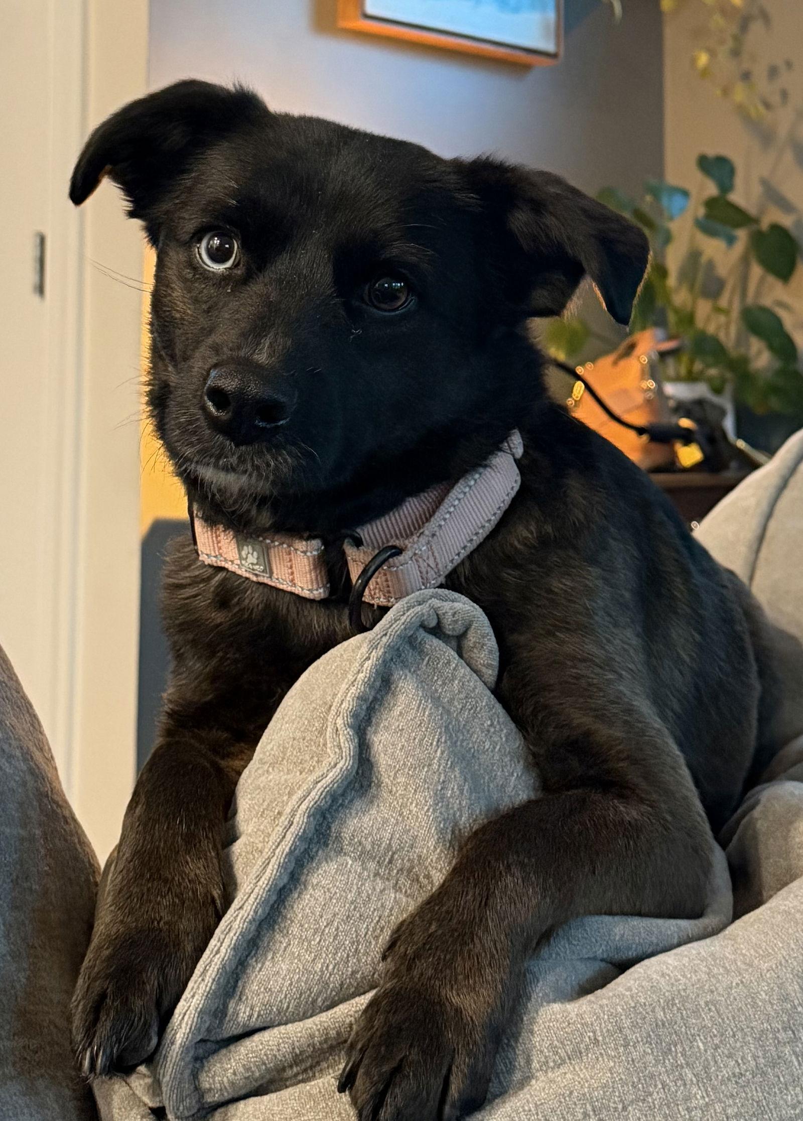 Beatrix, Adoptable, Young Female Terrier.