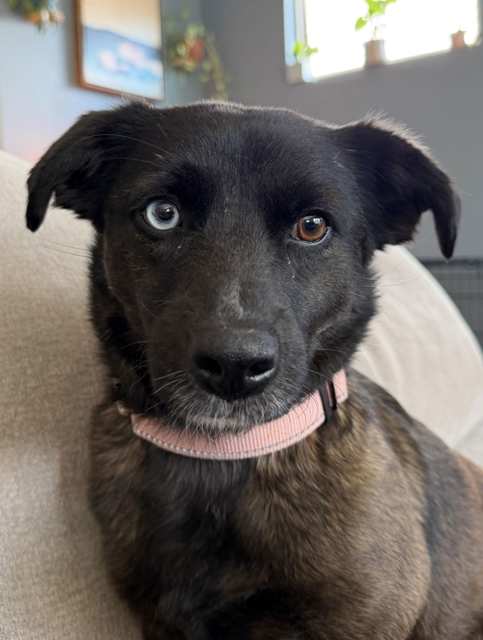 Enlarge Beatrix, a Adoptable Terrier in Charlotte, NC image 2/3