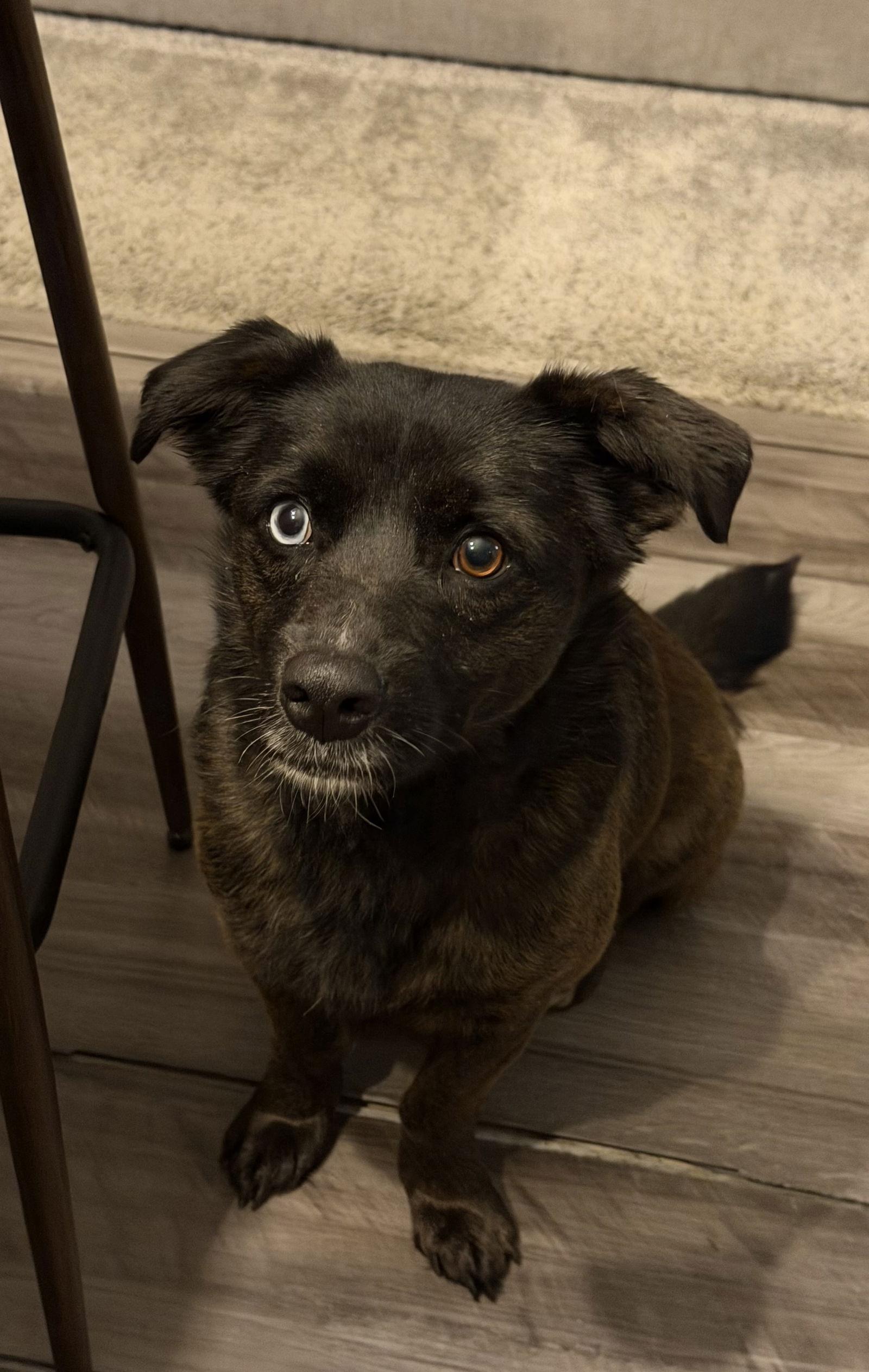 Enlarge Beatrix, a Adoptable Terrier in Charlotte, NC image 3/3