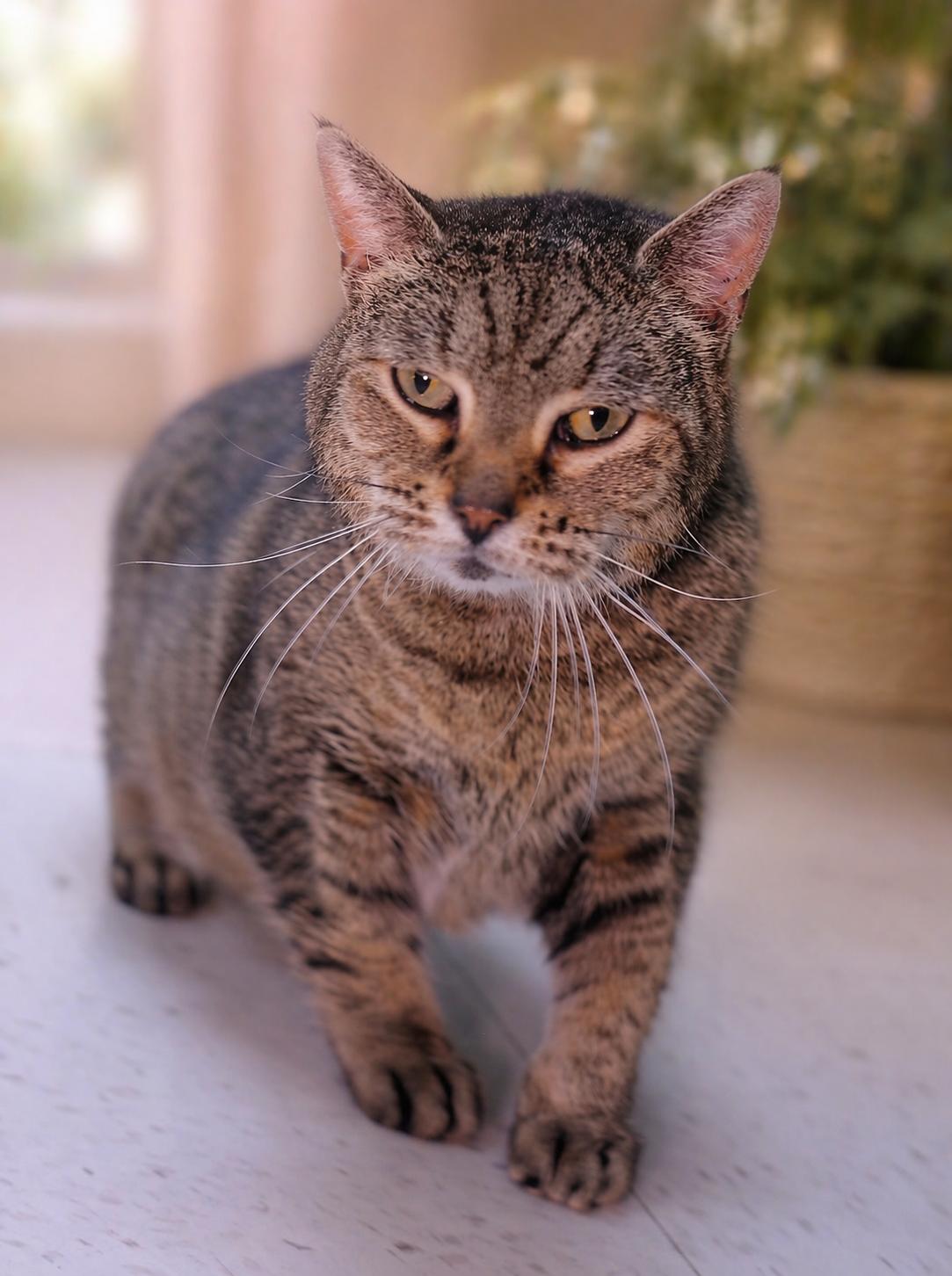 Enlarge Artemis, a Adoptable Domestic Short Hair in Salem, MA image 1/1