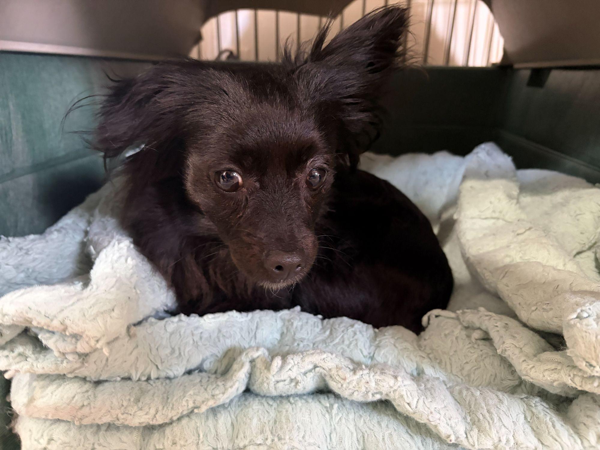 Gigi, an adopted mixed breed in Midway City, CA image 3/5