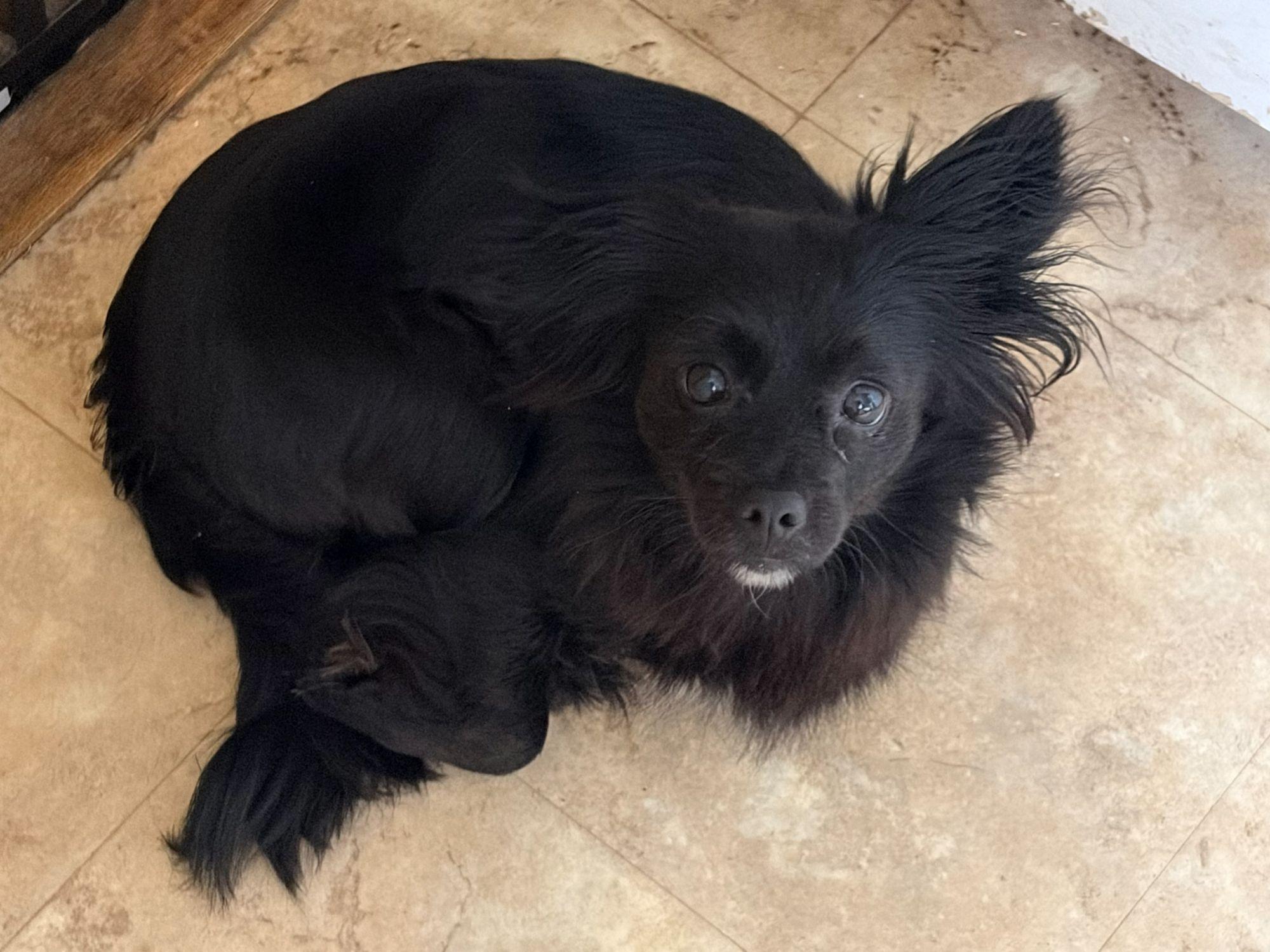 Gigi, an adopted mixed breed in Midway City, CA image 5/5