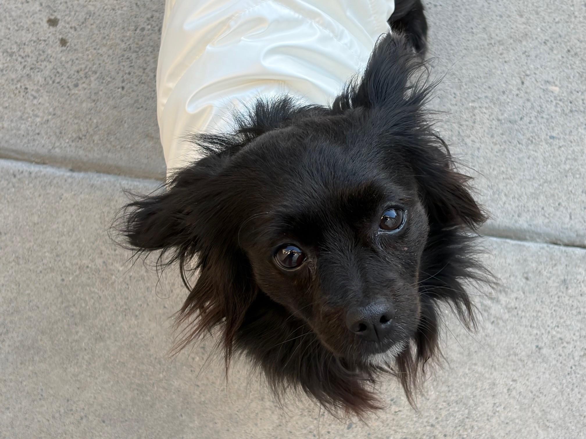 Gigi, an adopted mixed breed in Midway City, CA image 2/5