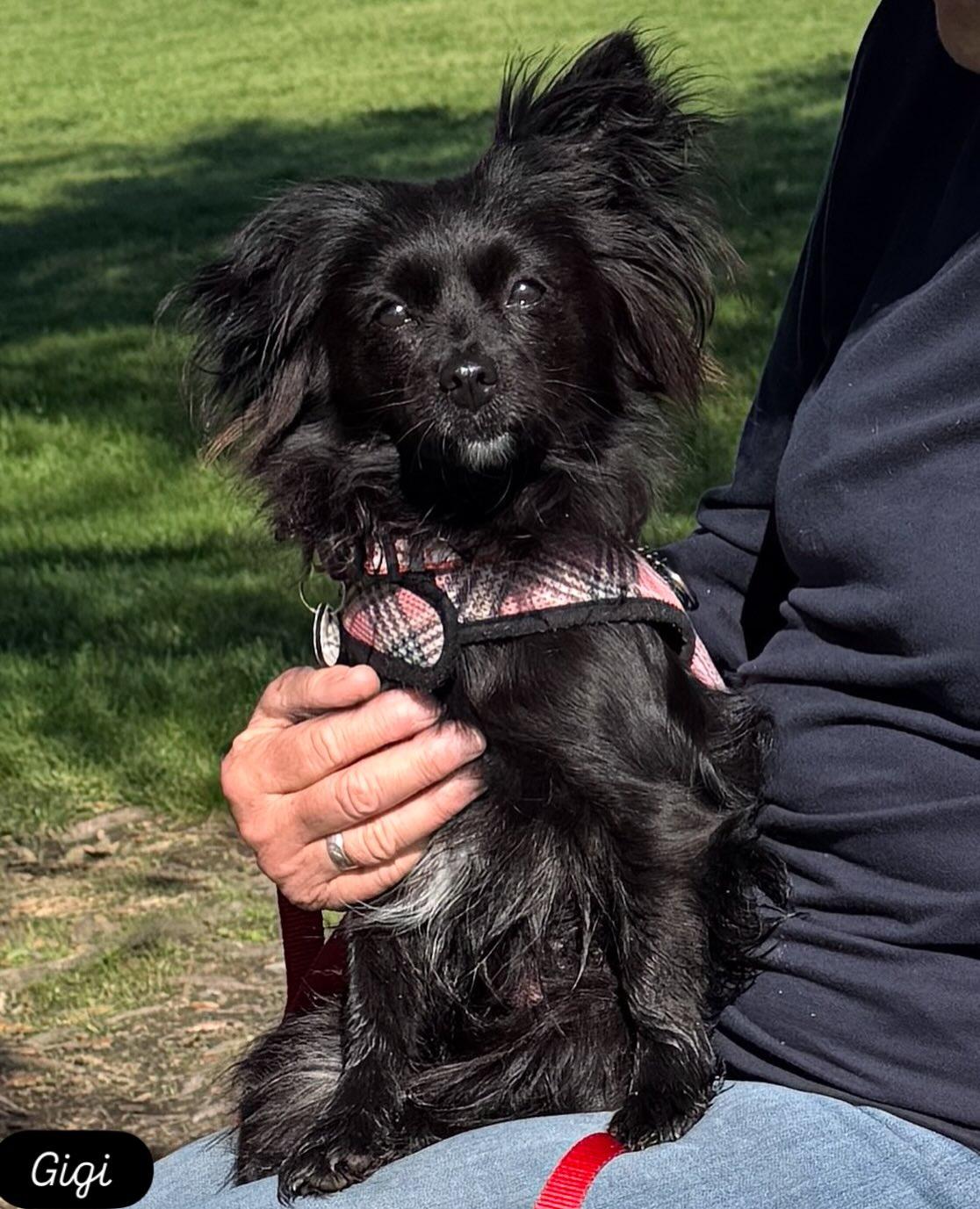 Gigi, an adopted mixed breed in Midway City, CA image 1/5
