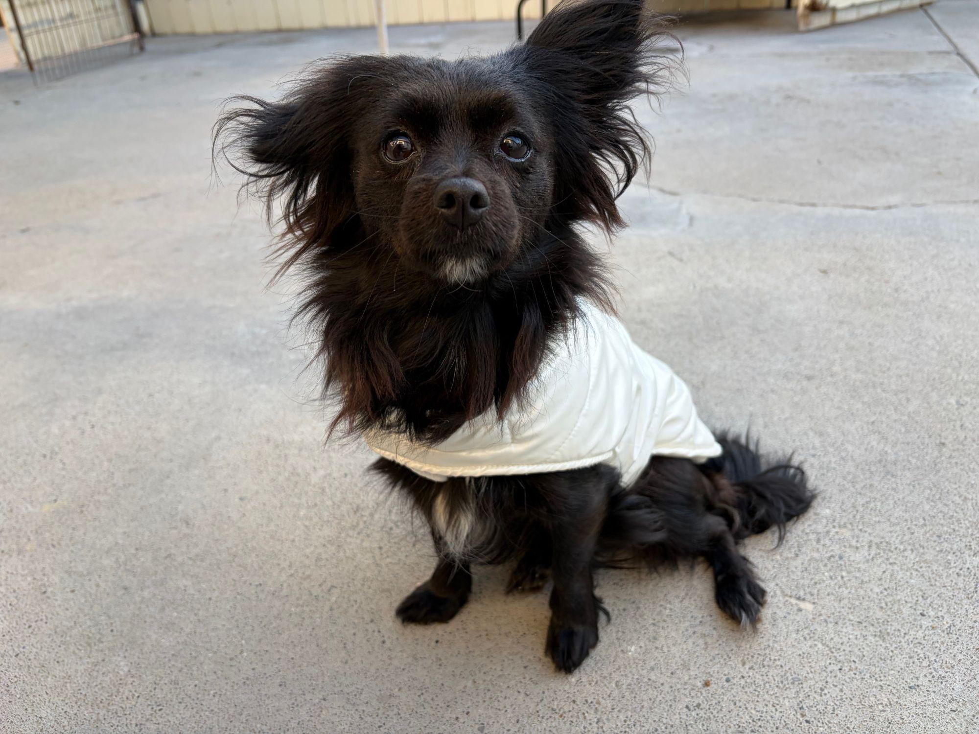 Gigi, an adopted mixed breed in Midway City, CA image 4/5